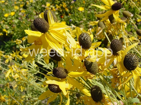 coneflower, cutleaf
